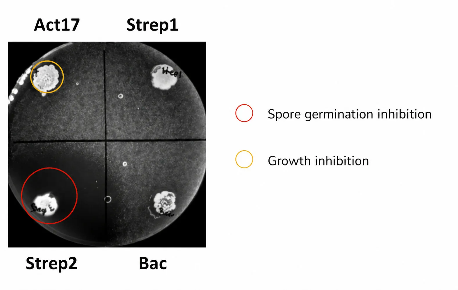 Microbial inhibition screening plate comparing Act17, Strep1, Strep2, and Bac